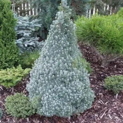 Ель САНДЕРС БЛЮ канадская в Гомеле