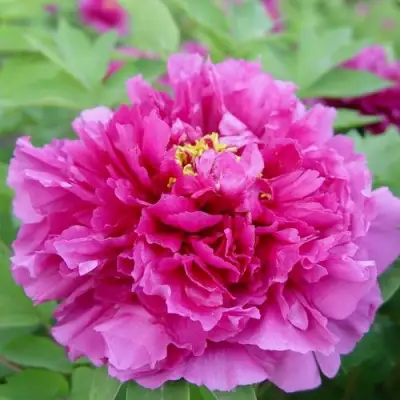 Пион ЛИЛОВАЯ ФАНТАЗИЯ древовидный в Гомеле