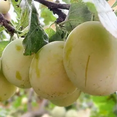 Слива УТРО в Гомеле