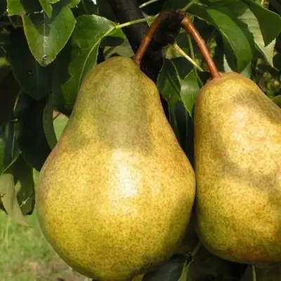 Груша СИЛЬВА в Гомеле