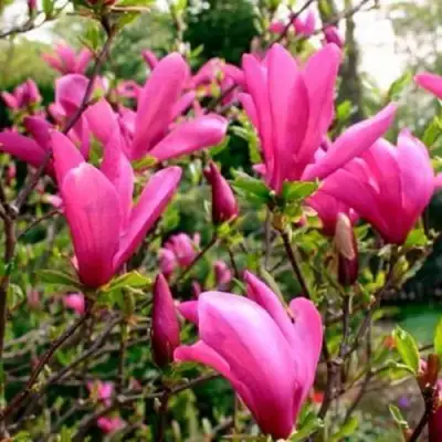 Магнолия СЬЮЗАН в Гомеле