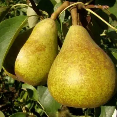 Груша ГЕНЕРАЛ ЛЕКЛЕРК в Гомеле