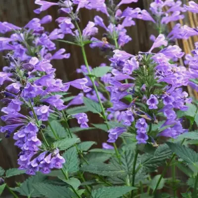 Котовник БЛЮ ДРИМС полусидячий в Гомеле