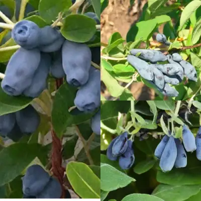 Комплект СЕВЕРНЫЕ ВИТАМИНЫ в Гомеле