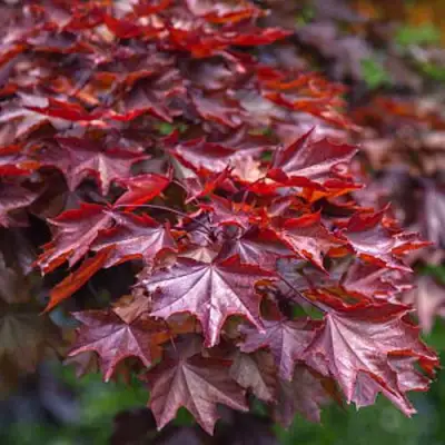 Клен КРИМСОН КИНГ остролистный в Гомеле