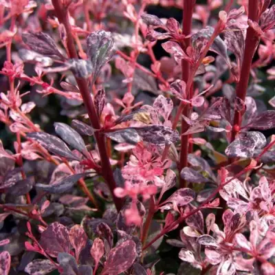 Барбарис АРЛЕКИН тунберга в Гомеле