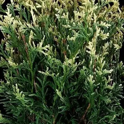 Туя ГОЛД ПЕРЛ западная в Гомеле