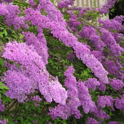 Сирень КИТАЙСКАЯ в Гомеле