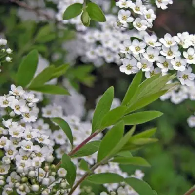 Спирея АРГУТА в Гомеле