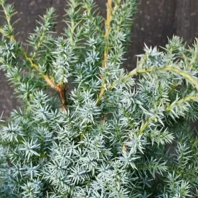 Можжевельник БЛЮ АЛЬПС китайский  в Гомеле