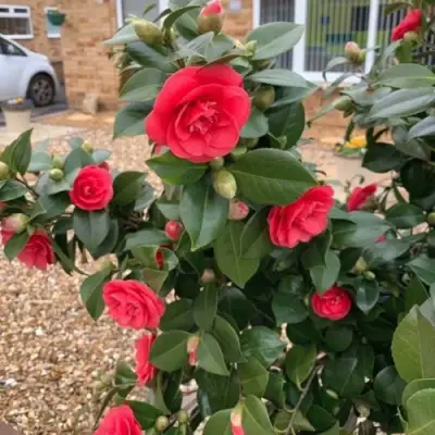 Камелия ЛЕДИ КЭМПБЕЛЛ в Гомеле