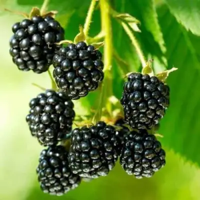 Ежевика КИТАНИНИ бесшипная  в Гомеле