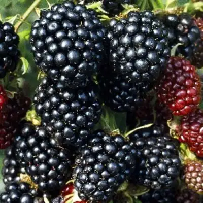 Ежевика ЭВЕРГРИН бесшипная  в Гомеле