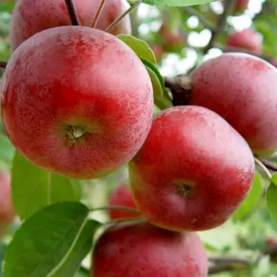 Яблоня ПОСПЕХ в Гомеле