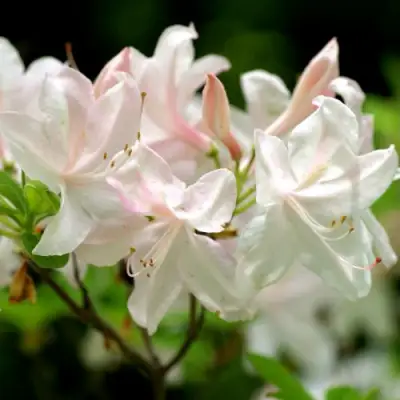 Азалия УАЙТ ЛАЙТС листопадная в Гомеле