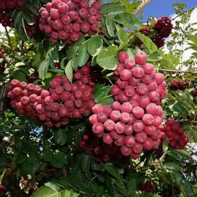 Рябина ТИТАН сладкоплодная  в Гомеле