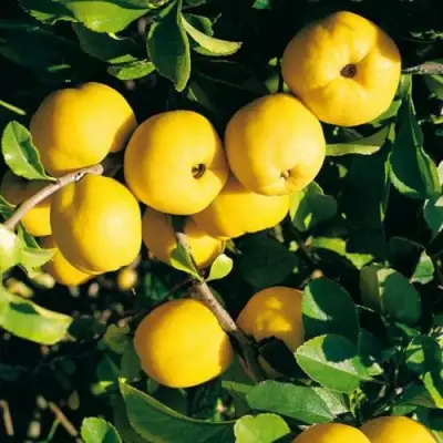 Айва ЦЕЗАРЬ в Гомеле