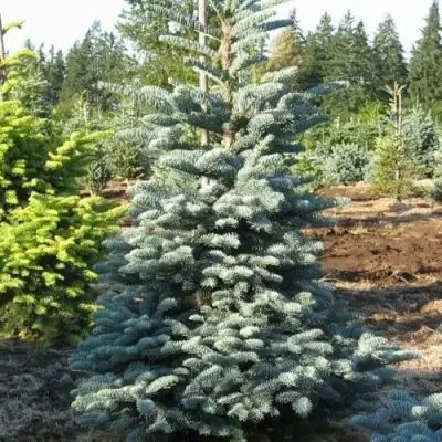 Пихта благородная в Гомеле