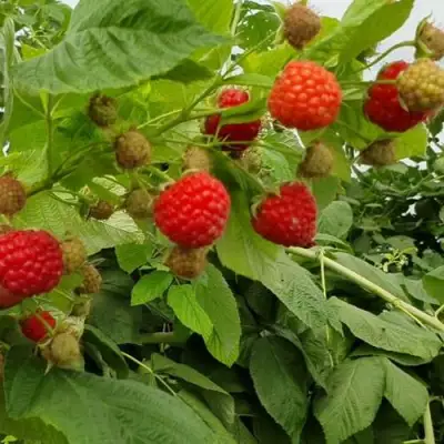 Малина КВЕЛЛИ в Гомеле