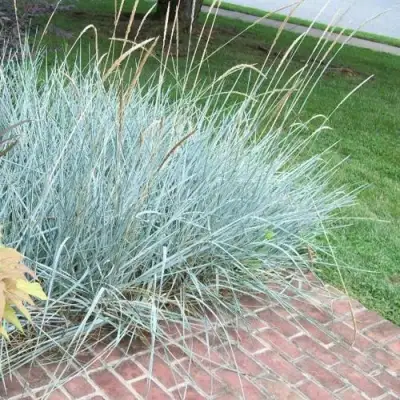 Элимус БЛЮ ДЮН песчаный в Гомеле