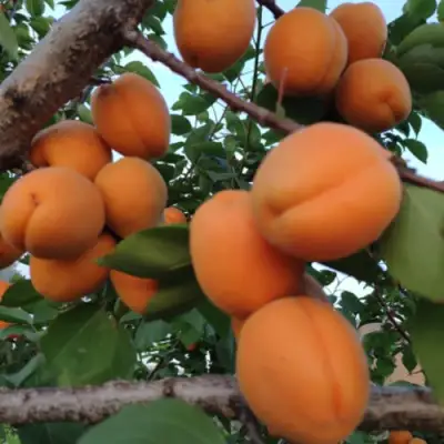 Абрикос ГОЛД РИЧ в Гомеле