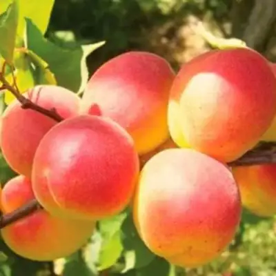 Абрикос NJA-19 в Гомеле