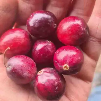 Клюква БАИН 6 в Гомеле