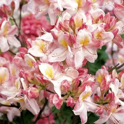 Азалия САТОМИ японская в Гомеле