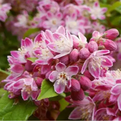 Дейция СТРОБЕРРИ ФИЛДС  в Гомеле