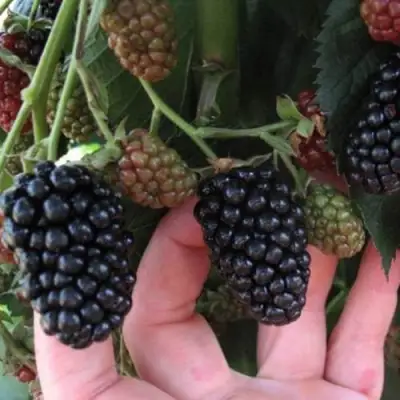 Ежевика НЕБЕСА МОГУТ ПОДОЖДАТЬ бесшипная  в Гомеле