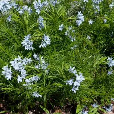 Амсония РЕСНИТЧАТАЯ в Гомеле