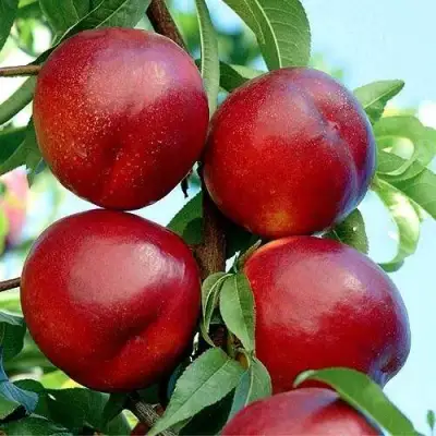 Нектарин БИГ-ТОП в Гомеле