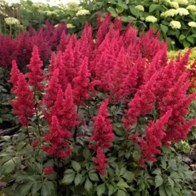 Астильба ФАНАЛ в Гомеле