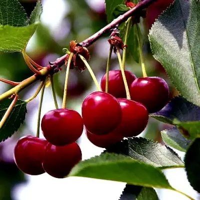 Вишня РИВАЛ в Гомеле