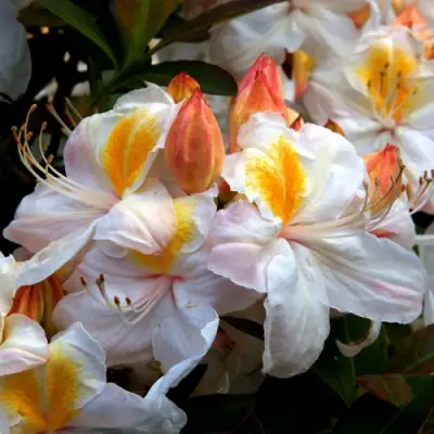 Азалия СИЛЬВЕР СЛИППЕР листопадная в Гомеле