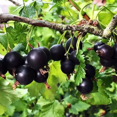 Йошта КРЫМСКАЯ в Гомеле