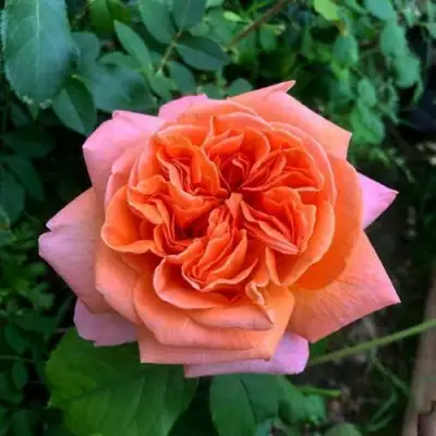 Роза РЕНЕ ГОССИНИ чайно-гибридная в Гомеле