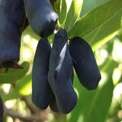 Жимолость съедобная РОКСАНА в Гомеле