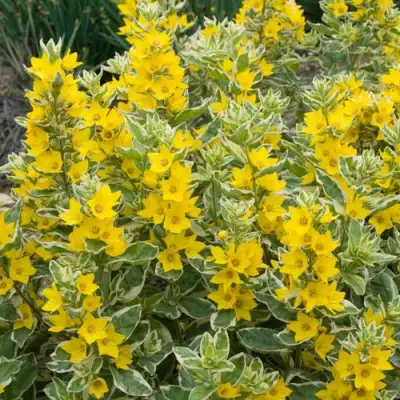 Вербейник АЛЕКСАНДР точечный в Гомеле