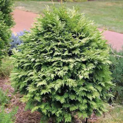 Туя ВАРЕАНА ЛЮТЕСЦЕНС западная в Гомеле