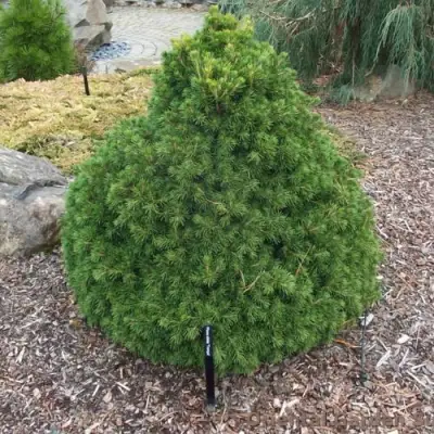 Ель ТОМПА обыкновенная в Гомеле