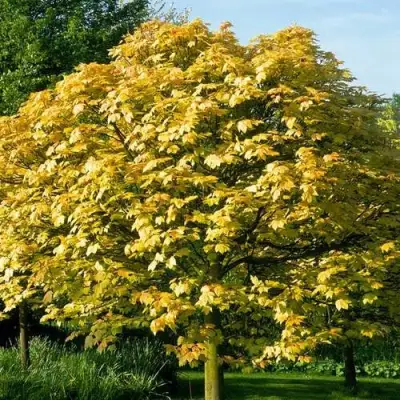 Клен ложноплатановый в Гомеле