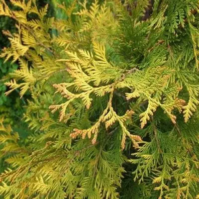 Туя ГОЛДЕН БРАБАНТ западная в Гомеле