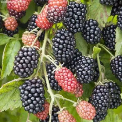 Ежевика НЕБЕСА МОГУТ ПОДОЖДАТЬ бесшипная  в Гомеле