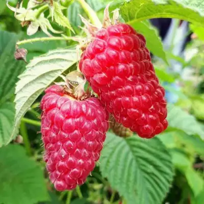 Малина ПШЕХИБА в Гомеле