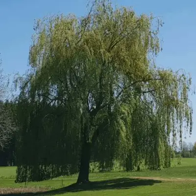 Ива белая в Гомеле