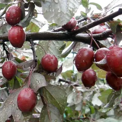 Слива НИГРА растопыреная в Гомеле