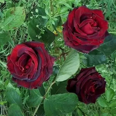 Роза ПАПА МЕЙЯН чайно-гибридная в Гомеле