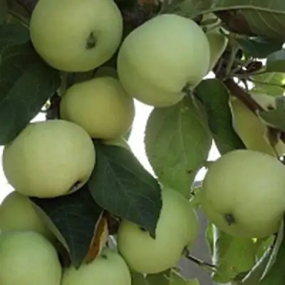 Яблоня ПАПИРОВКА в Гомеле