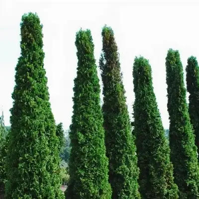 Туя ДЕГРУТ СПАЙР западная в Гомеле